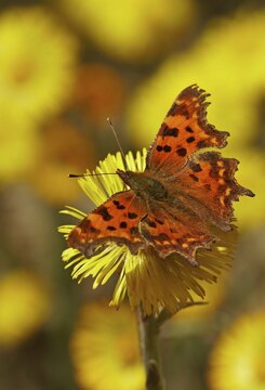 Comma (Polygonia C-album) at Coltsfoot (Tussilago farfara) Hesse, Germany