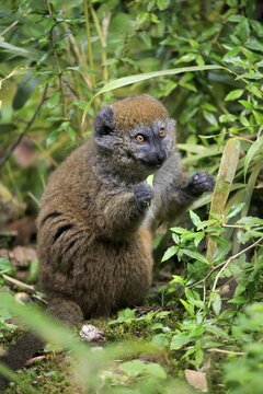 Lac Alaotra bamboo lemur (Hapalemur alaotrensis), adult, feeding, captive, Madagascar