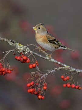 Brambling (Fringilla montifringilla), a male in a light dress sitting on a lichen-covered branch of a mountain ash with red berries, Swabian Alb biosphere reserve, Baden-W&uuml;rttemberg, Germany