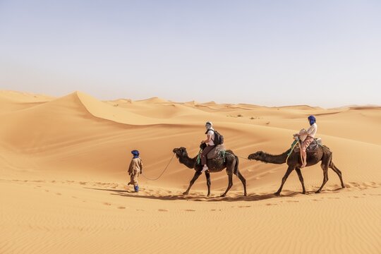 Caravan with two dromedaries (Camelus dromedarius) in sand dunes, desert Erg Chebbi, Merzouga, Sahara, Morocco