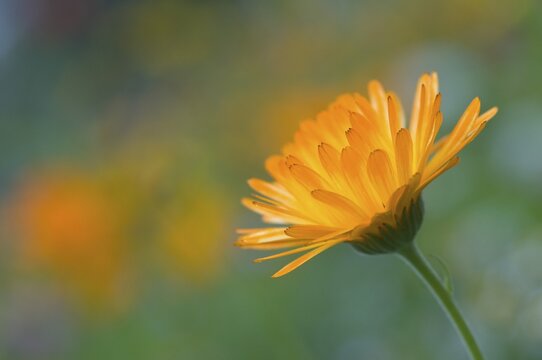 Marigold (Calendula officinalis), Emsland, Lower Saxony, Germany