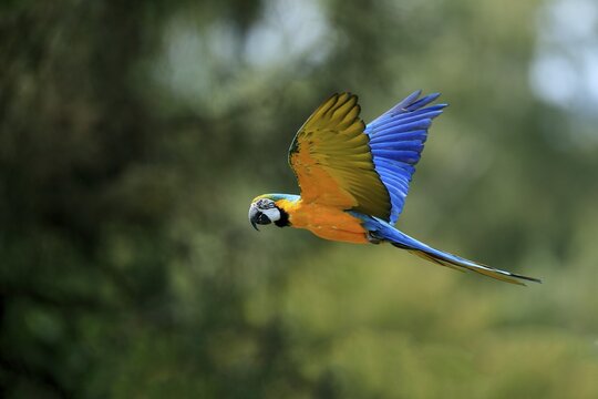 Blue and yellow macaw (Ara ararauna), adult, flying, parrot, Brazil