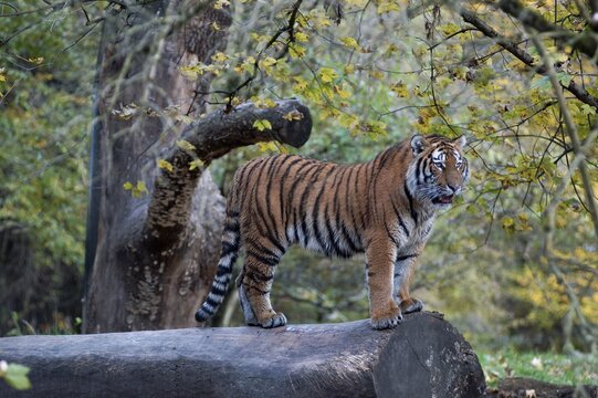 Siberian tiger (Panthera tigris altaica), zoo Hellabrunn, Munich, Germany