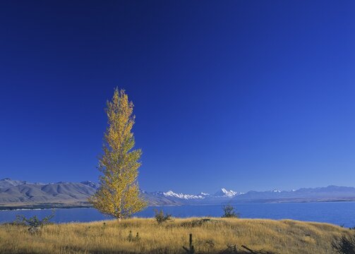 Lake Tekapo and Mt. Cook (3, 754 m or 12, 316 ft) in the morning, Mount Cook National Park, South Island, New Zealand, Oceania