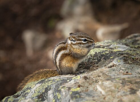 Least chipmunk (Neotamias minimus) sitting on rocks and eating, Banff National Park, Alberta, Canada