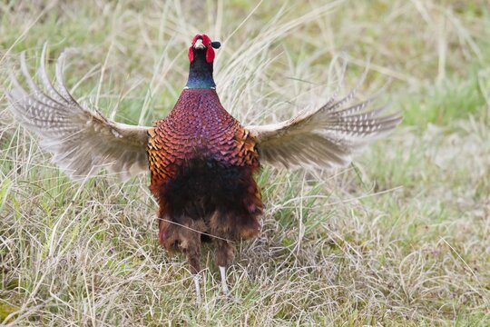 Pheasant (Phasianus colchicus), flutter jump, Texel, The Netherlands