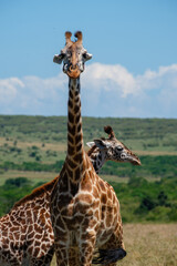 Zwei Giraffen kreuzen ihren Hals © Andreas Schuepbach