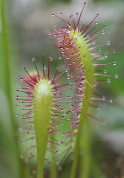 Sundew (Drosera), Mala Fatra National Park, Slovakia, Europe