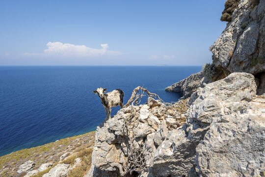 Goat standing on a rock, Kalymnos, Dodecanese, Greece