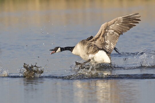 Canada Goose (Branta canadensis) chasing rival, North Rhine-Westphalia, Germany