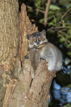 White-footed Sportive Lemur (Lepilemur leucopus) in a tree hole, Toliara Province, Madagascar