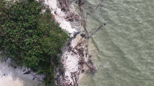 Aerial drone view of fallen trees along eroded beach