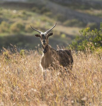 Goat (Capra) standing in tall grass, La Palma, Canary Islands, Spain