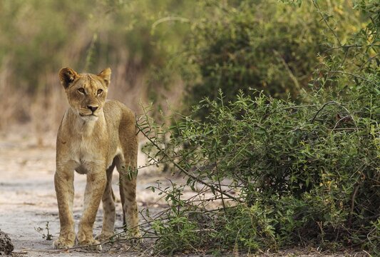 Lion (Panthera leo), young, skinny and hungry female, Chobe National Park, Botswana