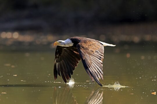 Bald eagle (Haliaeetus leucocephalus), adult, flies over water, captive, Rimavska Sobota, Slovak Republic