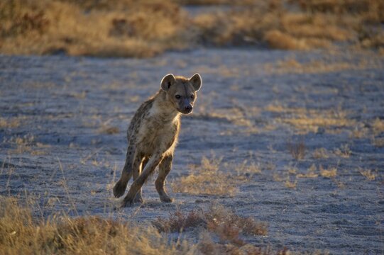 Spotted Hyena (Crocuta crocuta), Etosha National Park, Namibia, Africa