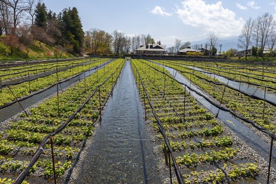 Rows of Wasabi plants in water, Wasabi cultivation, Daio Wasabi Farm, Nagano, Japan