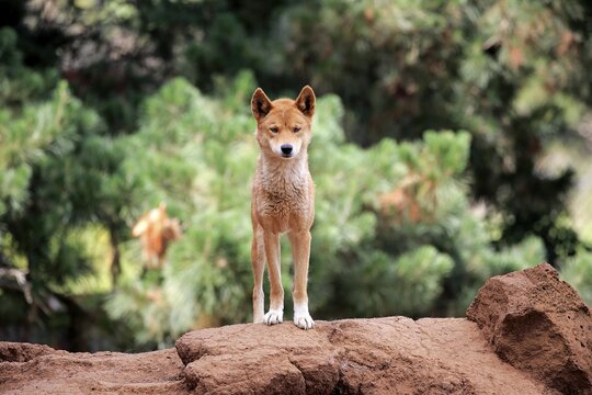 Dingo (Canis familiaris dingo), adult, stands alert on rocks, Phillip Island, Gippsland, Victoria, Australia