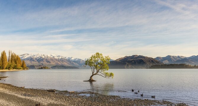 Single tree standing in water, The Wanaka Tree, Lake Wanaka, Roys Bay, Otago, Southland, New Zealand