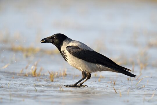 Hooded Crow (Corvus corone cornix) standing on ice, Mazovia or Masovia region, Poland