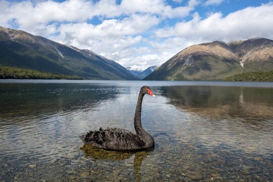 Black swan (Cygnus atratus) at Lake Rotoiti, Nelson Lakes National Park, Tasman District, South Island, New Zealand