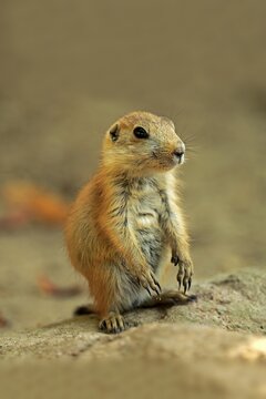 Black-tailed Prairie Dog (Cynomys ludovicianus), young animal upright standing, captive, Germany