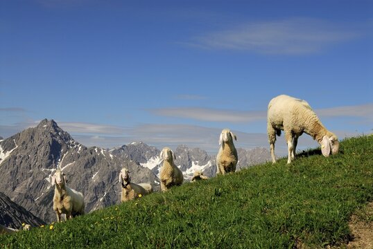 Sheep (Ovis orientalis aries) on a mountain meadow, Lechtaler Alps, Elmen, Lechtal Valley, Tirol, Austria, Europe