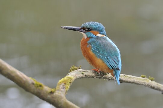 Common kingfisher (Alcedo atthis) perched on a branch, Cham, Switzerland, Europe