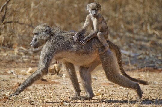Chacma Baboon or Cape Baboon (Papio ursinus), with young, Mahango Game Reserve, Namibia, Africa