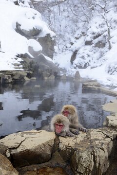 Japanese Macaques or Snow Monkeys (Macaca fuscata), taking a bath in a hot spring, Affenpark Jigokudani, Nagano Pr&auml;fektur, Japan