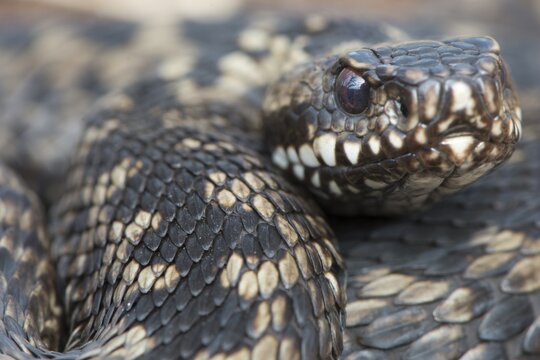 Common Viper (Vipera berus), Emsland, Lower Saxony, Germany