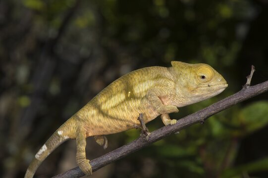 Parson's Chameleon (Calumma parsonii), young, Madagascar
