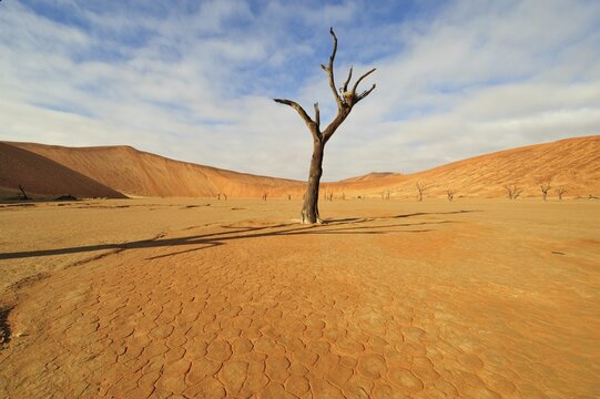 Dead Vlei in the Namib Desert with dead Camel Thorn Tree (Acacia eriloba), Namibia, Africa