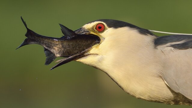Black-crowned night heron (Nycticorax nycticorax), adult heron devouring its prey, Kiskuns&aacute;g National Park, Hungary