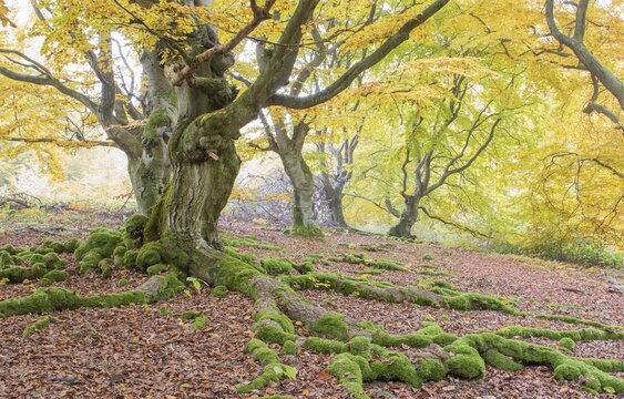 Old beech (Fagus sp.) trees in woods, yellow autumn foliage, Hutewald, Hesse, Germany