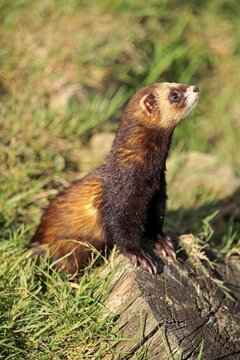 European Polecat (Mustela putorius), adult, alert, Surrey, England, United Kingdom