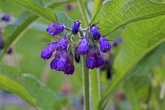 Common comfrey (Symphytum officinale), blossom, blossoming, Germany