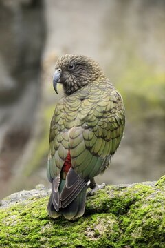 Kea (Nestor notabilis), Kea, adult, on rocks, captive, New Zealand