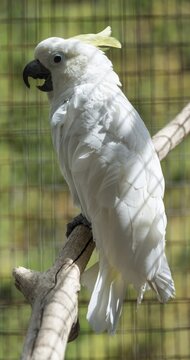 Sulphur-crested Cockatoo (Cacatua galerita), in a cage, captive