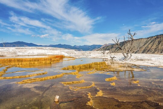 Dead trees on sinter terraces, hot springs, orange mineral deposits, Palette Springs, Upper Terraces, Mammoth Hot Springs, Yellowstone National Park, Wyoming, USA
