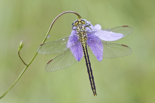 Western Clubtail (Gomphus pulchellus) on a Spreading Bellflower (Campanula patula), North Hesse, Hesse, Germany