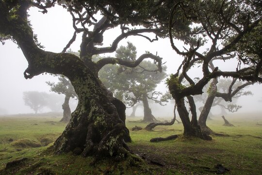 Laurel trees overgrown with moss and plants in the mist, old laurel forest (Laurisilva), stinkwood (Ocotea foetens), UNESCO World Heritage Site, Fanal, Madeira, Portugal
