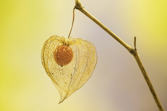 Bladder cherry (Physalis alkekengi), net structure of the calyx and fruit of the Jewish cherry, Hesse, Germany