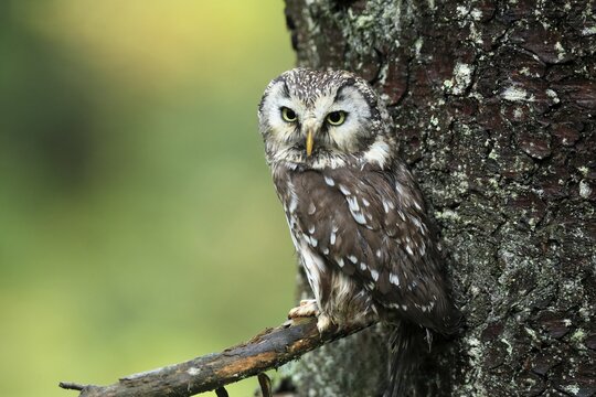 Tengmalm's owl (Aegolius funereus), adult, on tree, alert, Bohemian Forest, Czech Republic