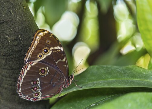 Blue Morpho (Morpho peleides), captive, Munich