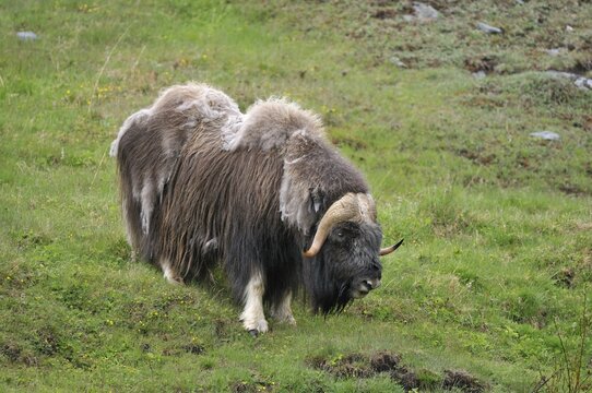 Musk Ox (Ovibos moschatus)