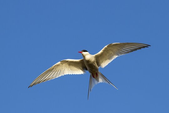 Arctic tern (Sterna paradisaea) in flight, peninsula Snaefellsnes, Iceland