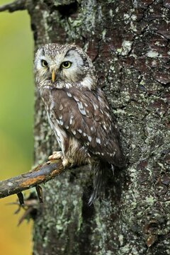 Tengmalm's owl (Aegolius funereus), adult, on tree, alert, Bohemian Forest, Czech Republic