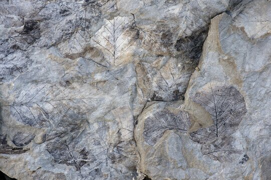 Fossils of deciduous leaves, 35-40 million years old, found on Longyearbreen Glacier, Longyeardalen valley, Spitsbergen Island, Svalbard Archipelago, Svalbard and Jan Mayen, Norway