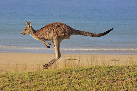 Eastern grey kangaroo (Macropus giganteus), adult, on beach, in a meadow, by the sea, Maloney Beach, New South Wales, Australia